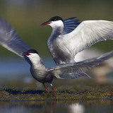 Sich paarende Weißbart-Seeschwalben