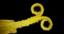 Denti di leone, un fiore dell'infiorescenza composta (nella luce bianca, sullo sfondo scuro)
