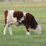 Cattle