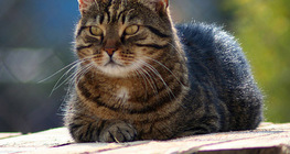 Кошка