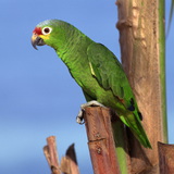 Papagaj