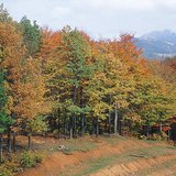 Лиственный лес осенью