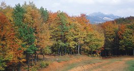 Лиственный лес осенью