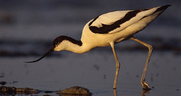 Avocetta