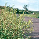 Ragweed
