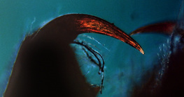 Cheliceri di un ragno con zanne velenifere