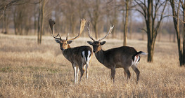 Лани