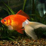 Goldfish