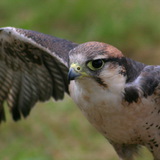 Falcão