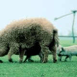 Mangalica-Schwein