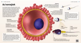 Gametes