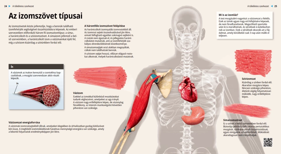 Muscle Tissues
