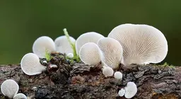 Таємний світ грибів