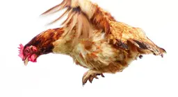 ¿Pueden volar las gallinas?