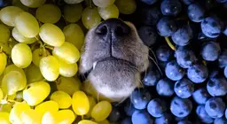 ¿Por qué es bueno comer uvas?