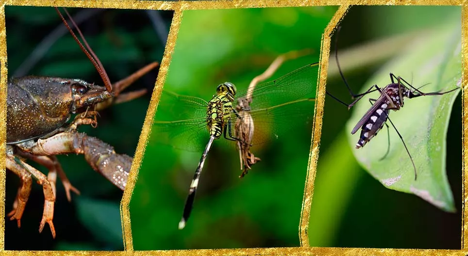 Arthropods in the water Digital lessons Mozaik Digital Education