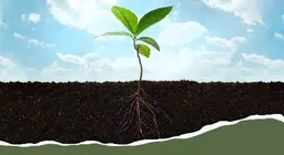 From root to leaf