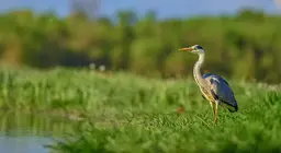 سكان المياه و الشواطئ