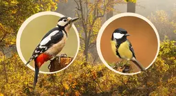 Aves que anidan en los árboles