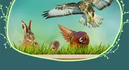 Meadow animals