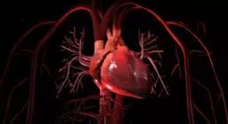 The circulatory system