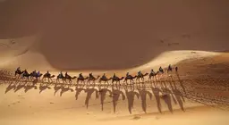 هل تنضم إلى القافلة؟