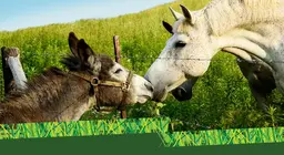 ¿Burro o caballo?