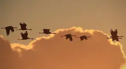 ¿Cómo vuelan las aves? Parte 3