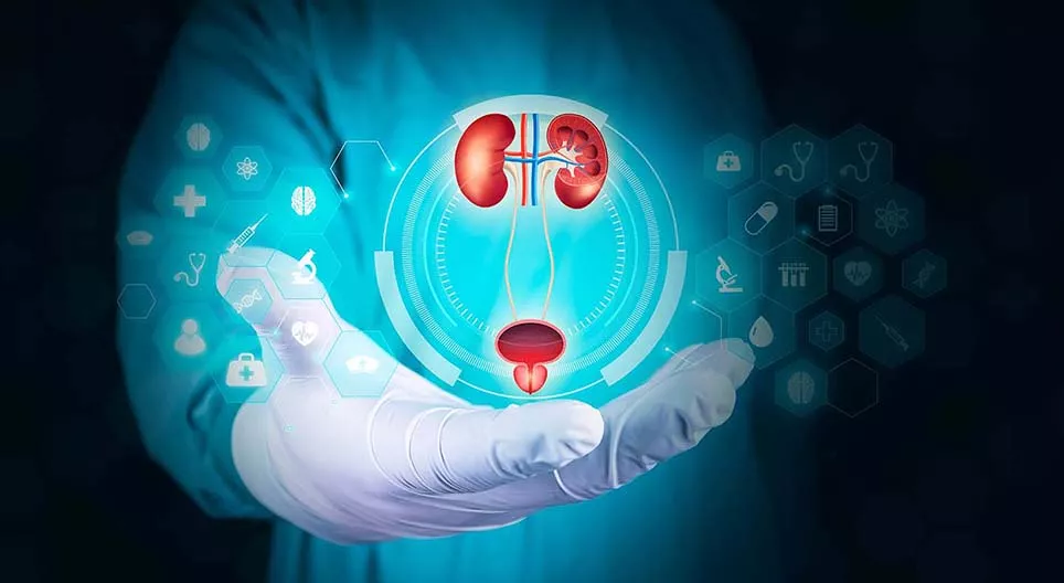 The human urinary system Digital lesson Mozaik Digital Education