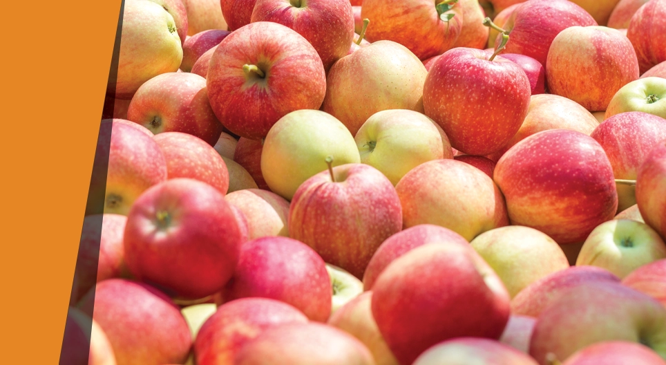 An apple that smells like almonds Digital lessons Mozaik Digital