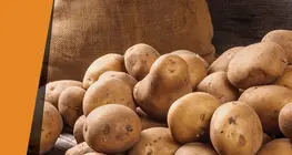 Potato catalyst