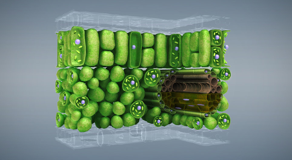 Plant tissues - 3D scene - Mozaik Digital Education and Learning