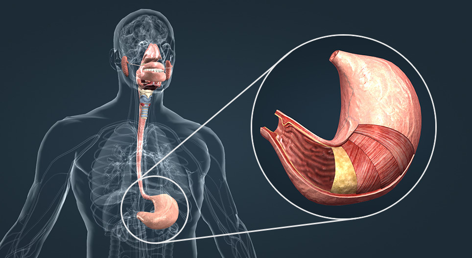 Slokdarm - 3D-scène - Mozaik Digital Education and Learning