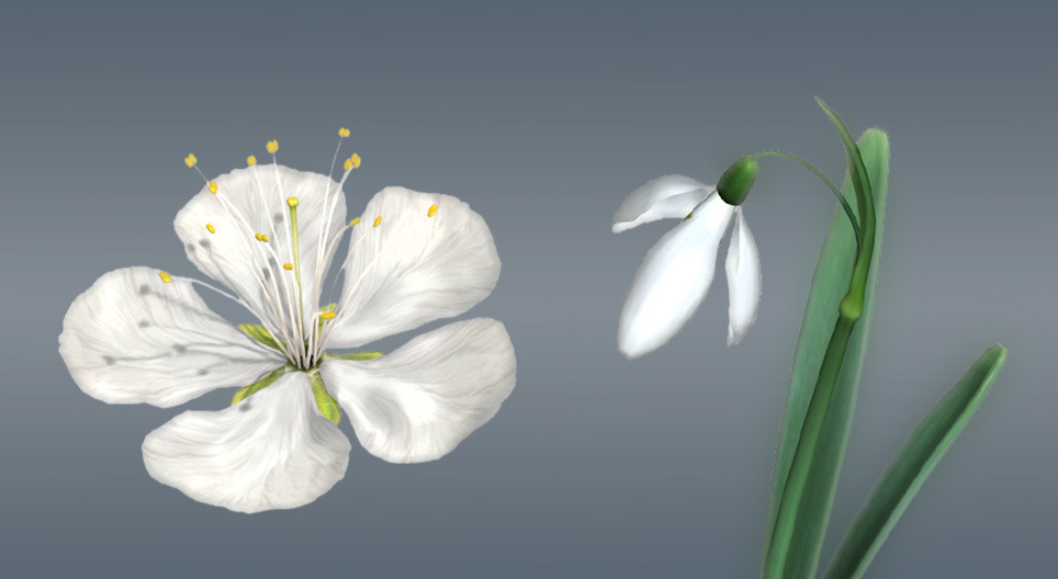 De bloemen van bedektzadigen