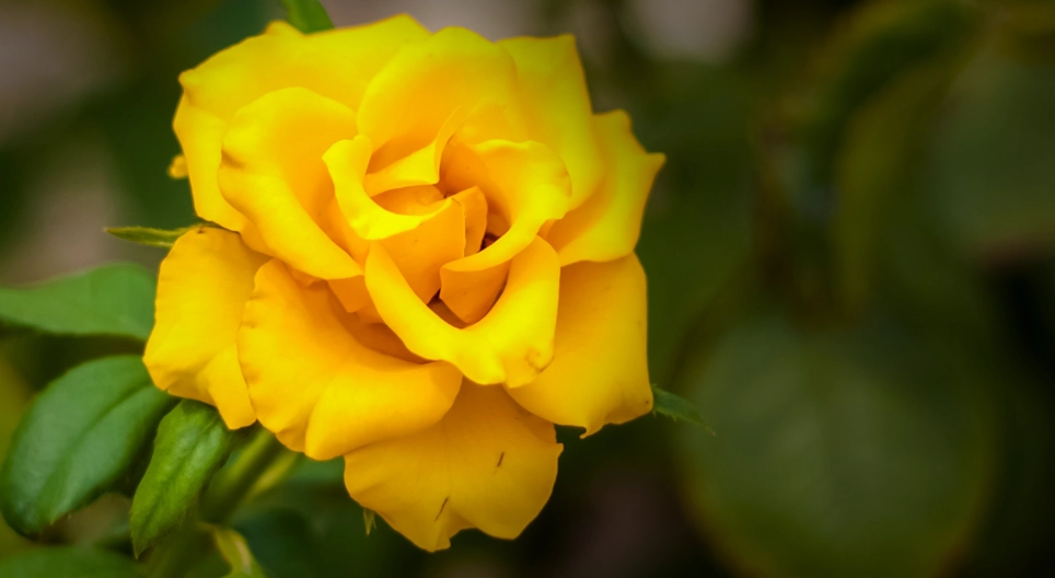 Será que existe uma rosa sem espinho?