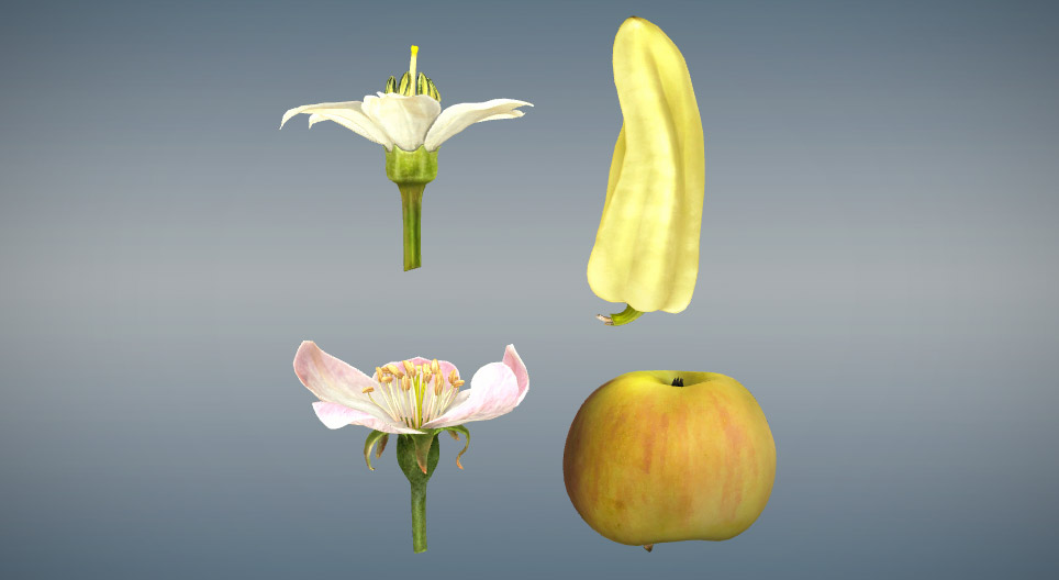 Comparação entre frutos verdadeiros e pseudofrutos