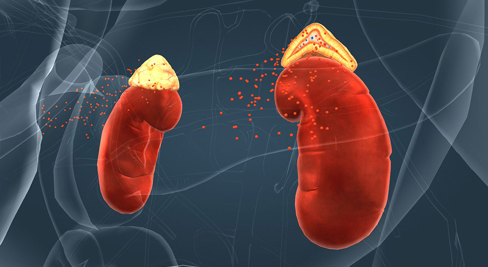 The adrenal glands
