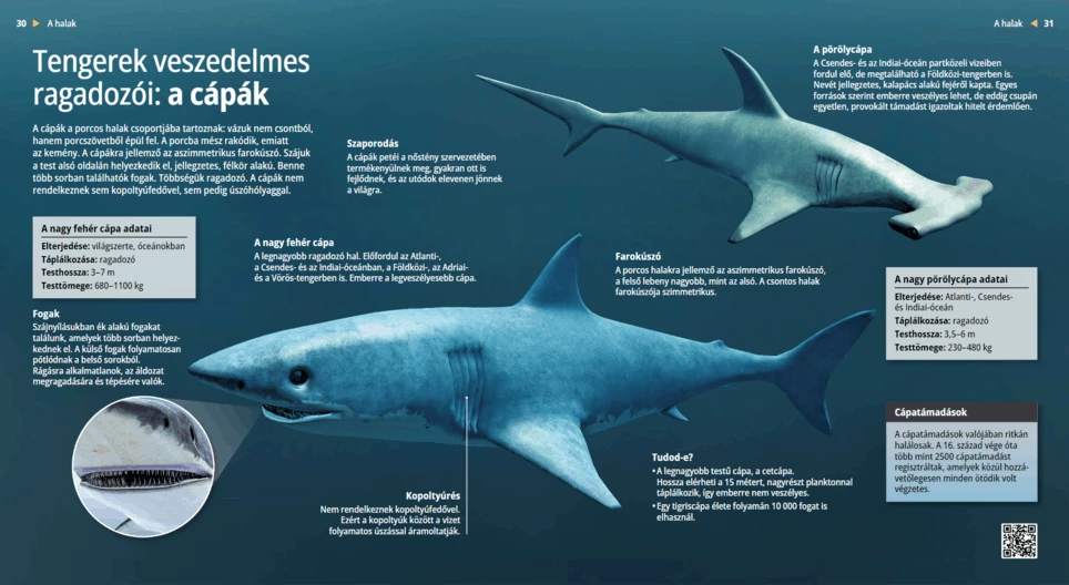 Los tiburones, peligrosos depredadores marinos