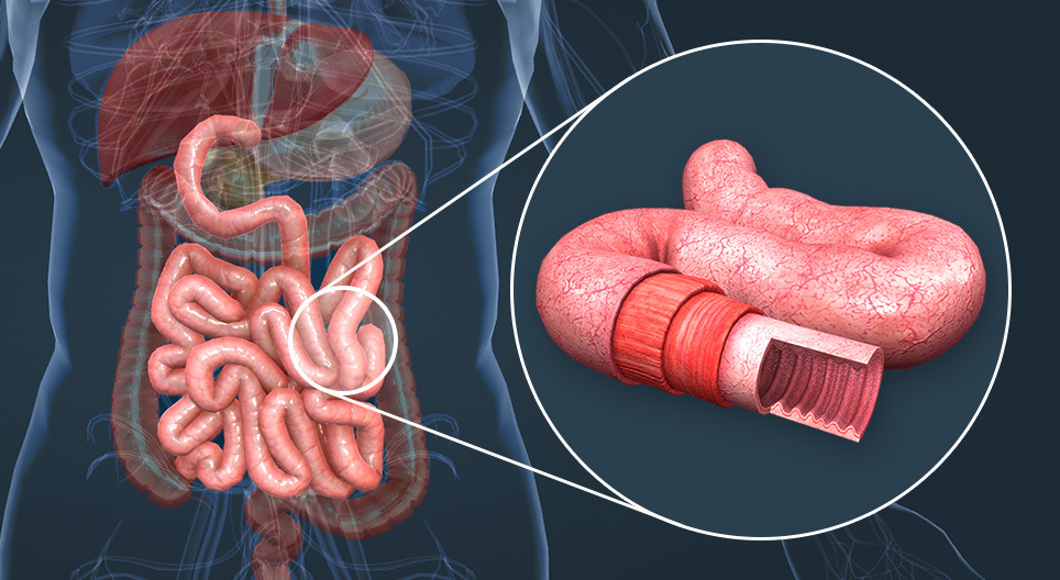 Anatomia do intestino delgado Cena 3D