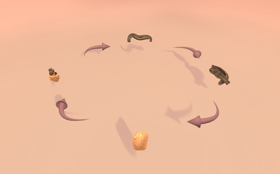 Life cycle