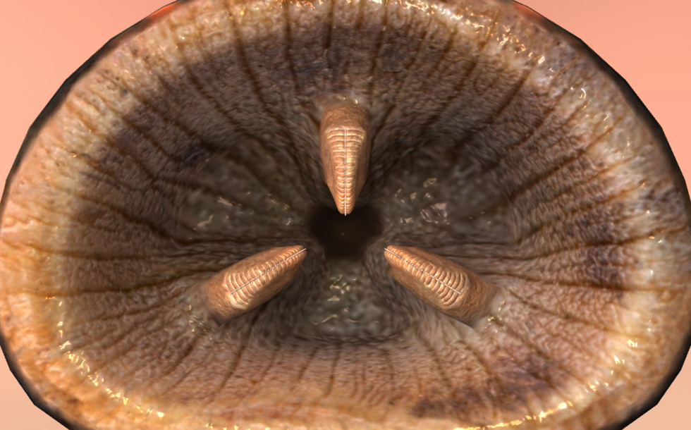 Mouth