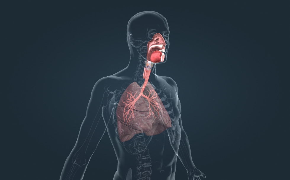 Sistemul respirator