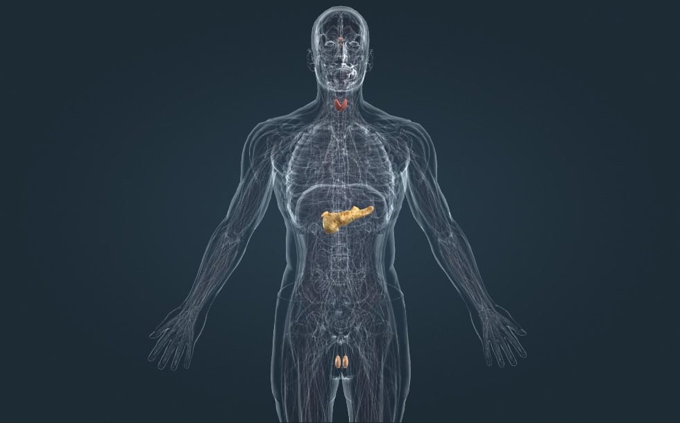 Sistemul endocrin