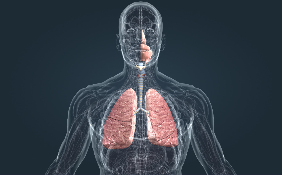 Sistemul respirator