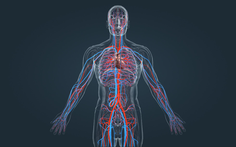 Sistemul cardiovascular