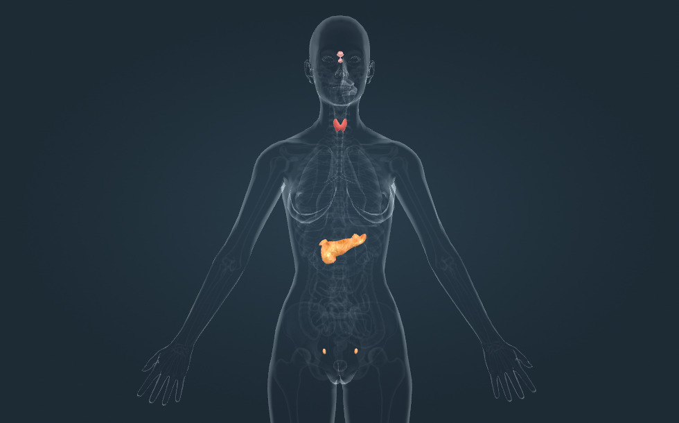 Sistemul endocrin