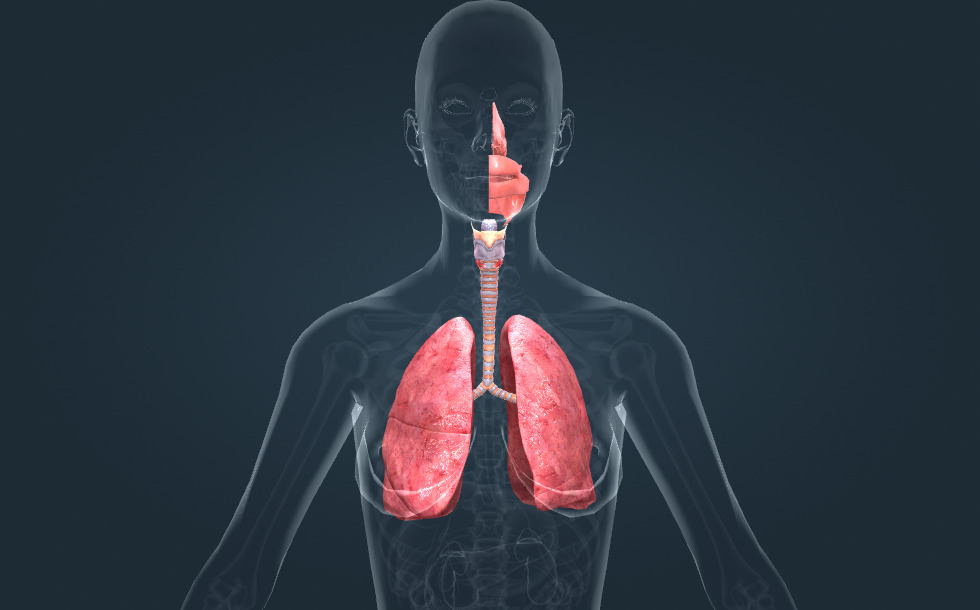 Sistemul respirator