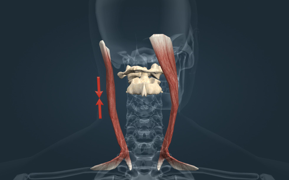 Muşchiul sternocleidomastoidian