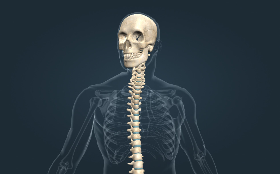 Craniul şi coloana vertebrală