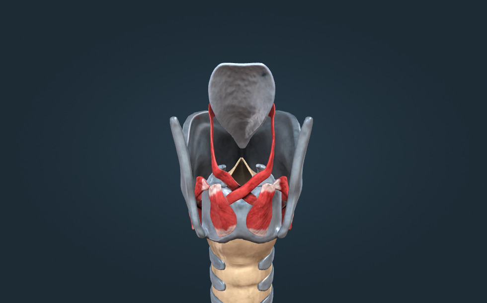 Anatomia laringelui